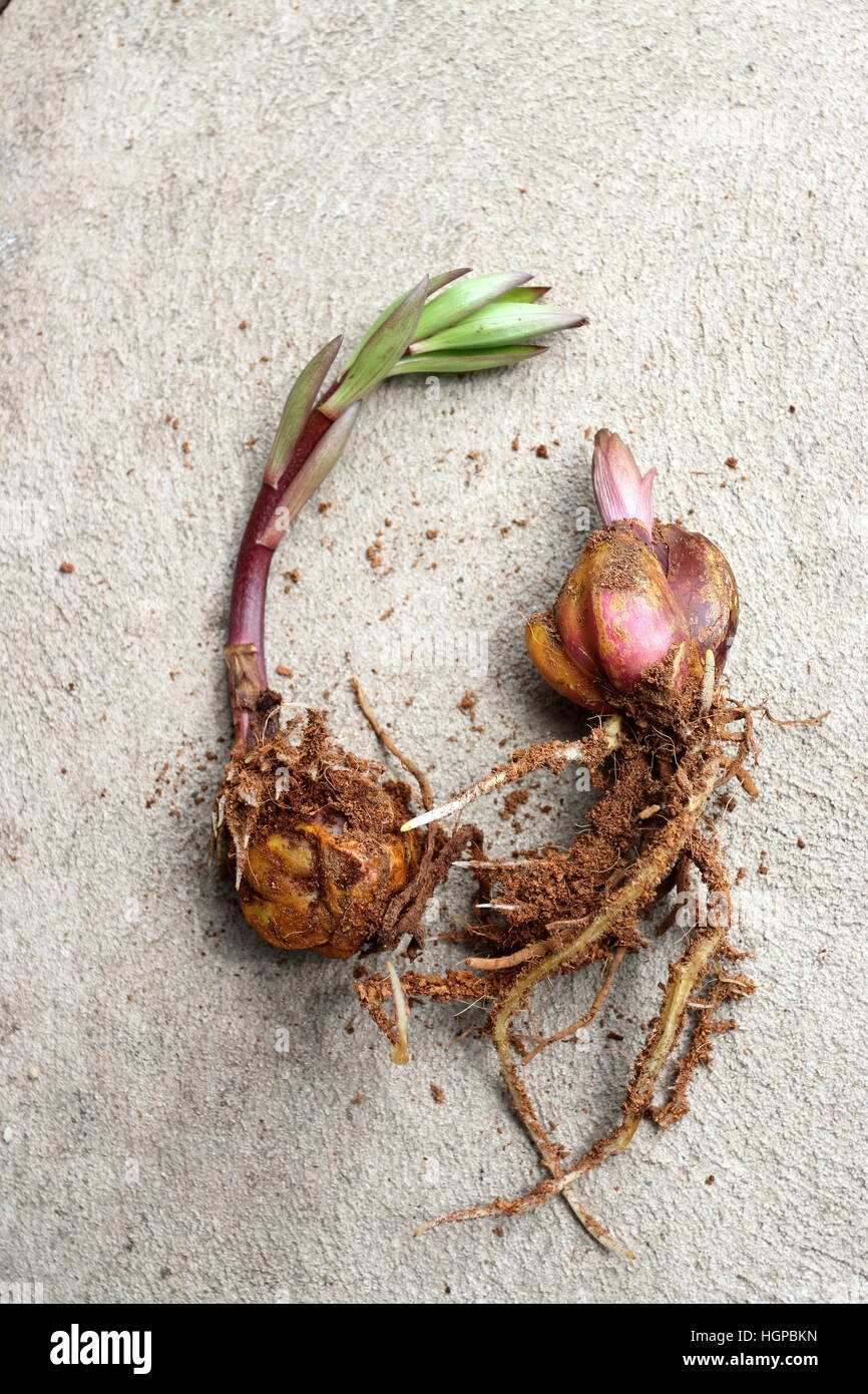 Oriental Lilium or Lilies bulbs sprouting Stock Photo Alamy