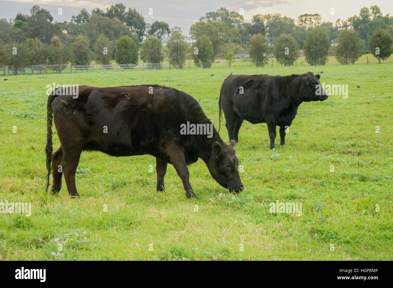 Two black cows grazing in grass pasture at dusk with trees in the ...