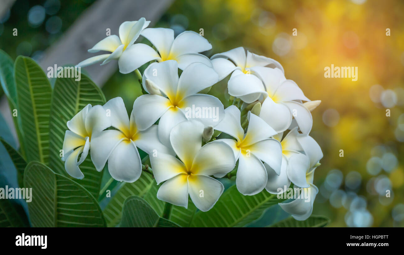 white and yellow frangipani flowers with leaves in background Stock Photo