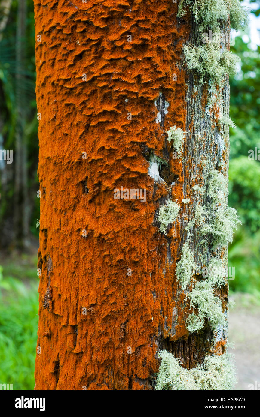 Orange lichen on palm at Le Val, Mauritius. Stock Photo