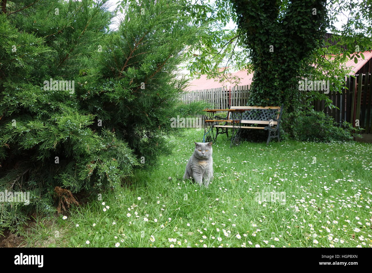 Garden british fence grass hi-res stock photography and images - Alamy
