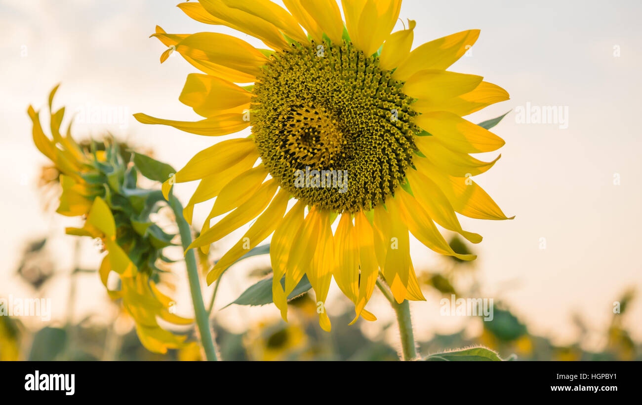 Close up of sunflower hi-res stock photography and images - Alamy
