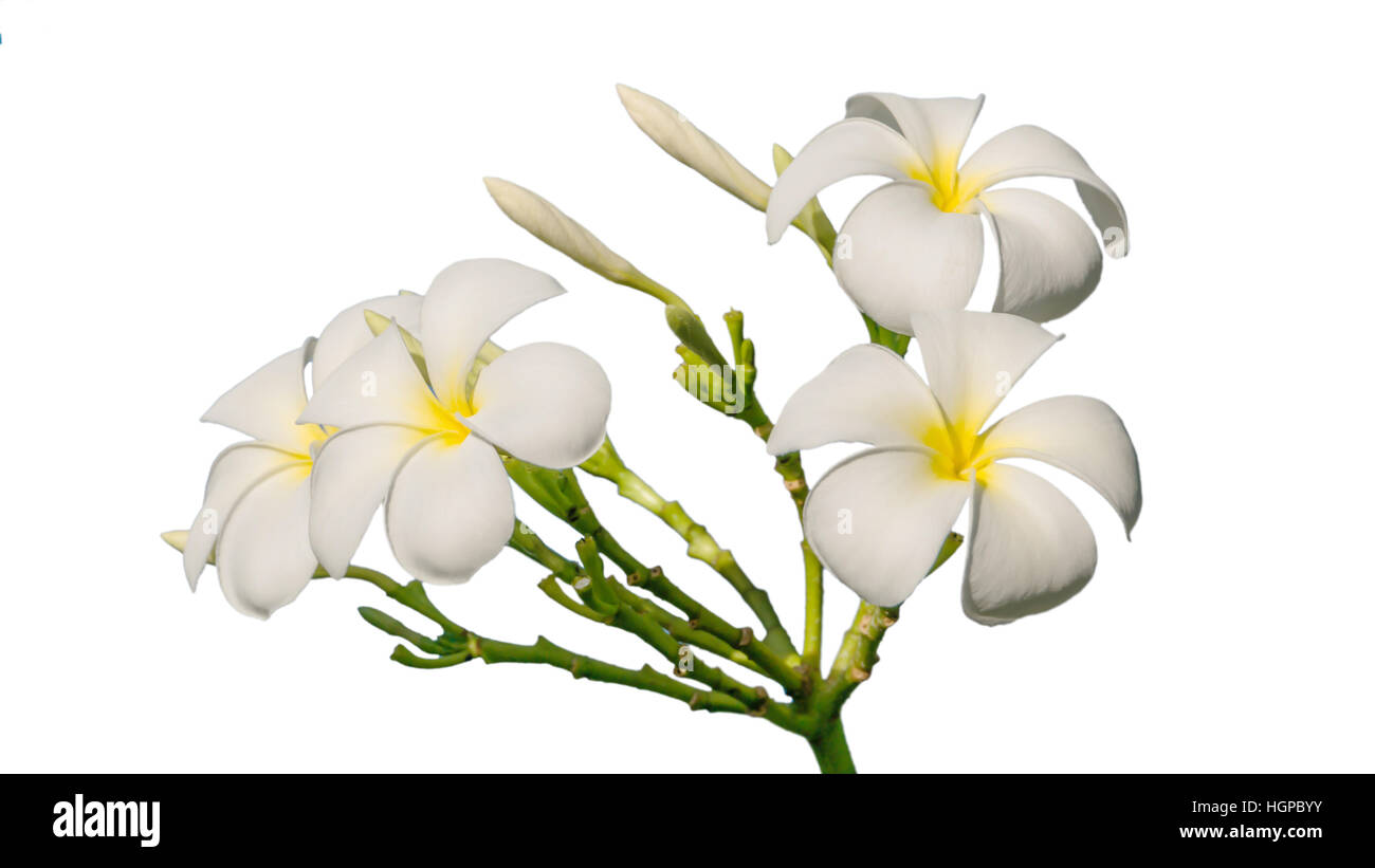 Tropical flowers frangipani , plumeria flower on white background Stock Photo