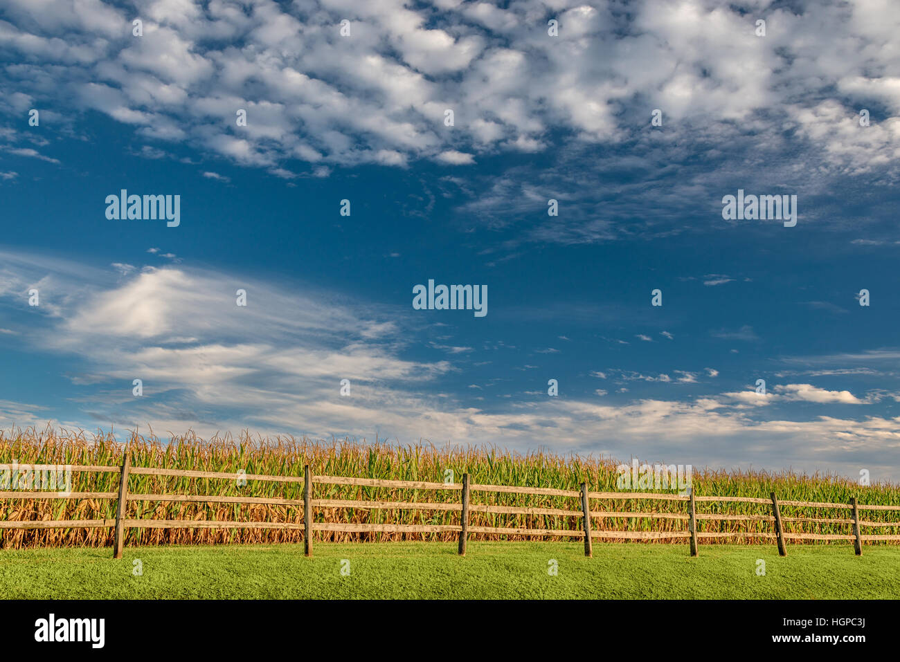 A late-summer corn crop stand behind a wooden fence on an eastern Tennessee farm. Stock Photo