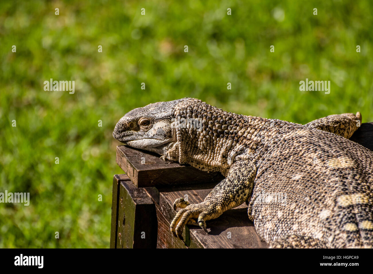 Iguana; Oasis Park Fuerteventura, Canary Islands december 2016 Stock