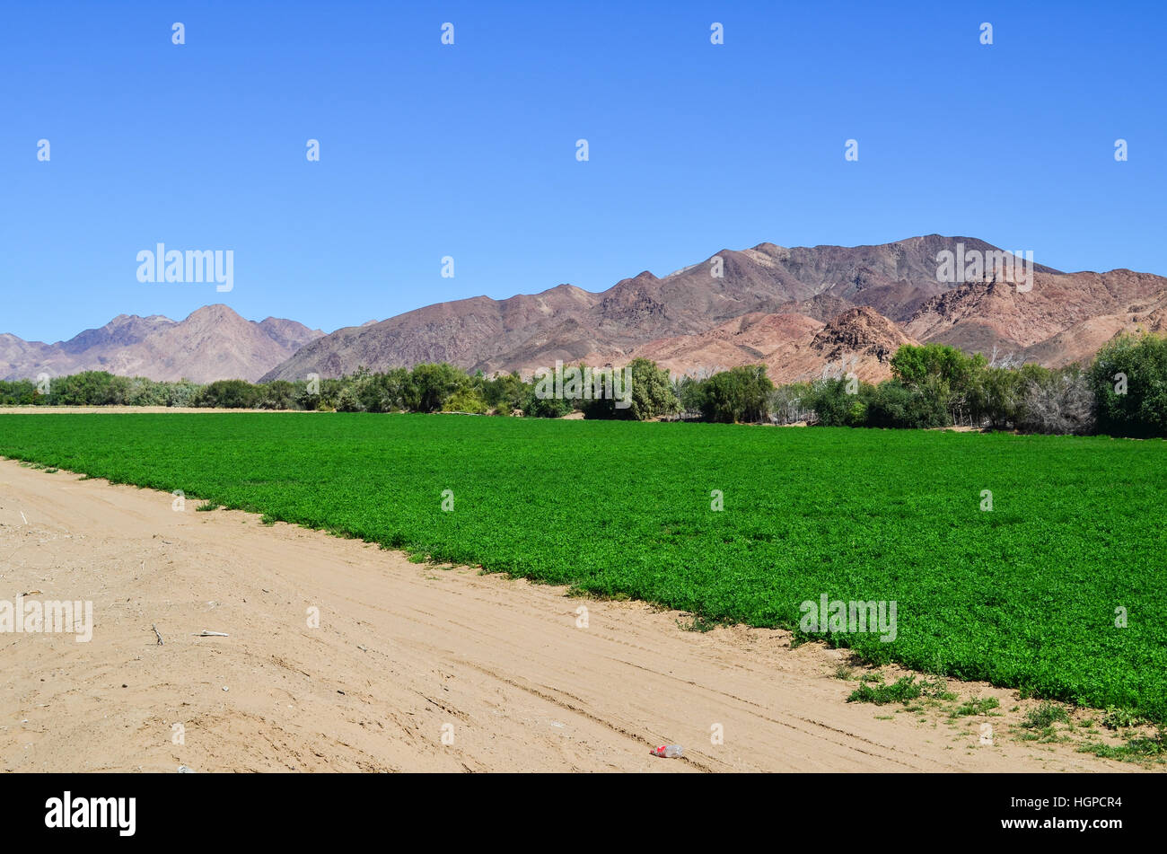 Green fields along the Orange river between Namibia and South Africa Stock Photo