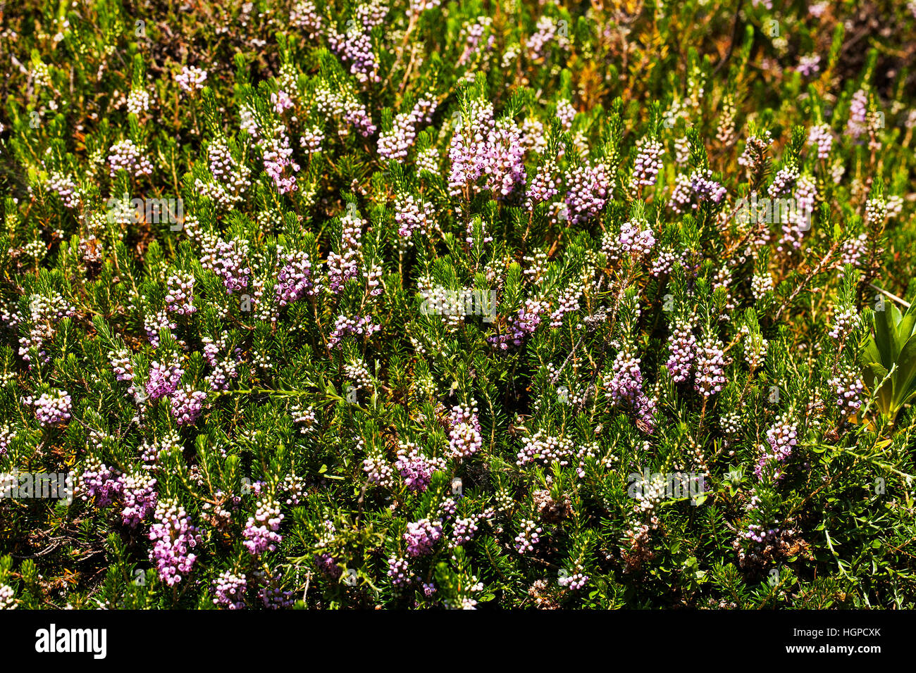 Cornish heath Erica vagans Pyrenees National Park France July 2015 Stock Photo