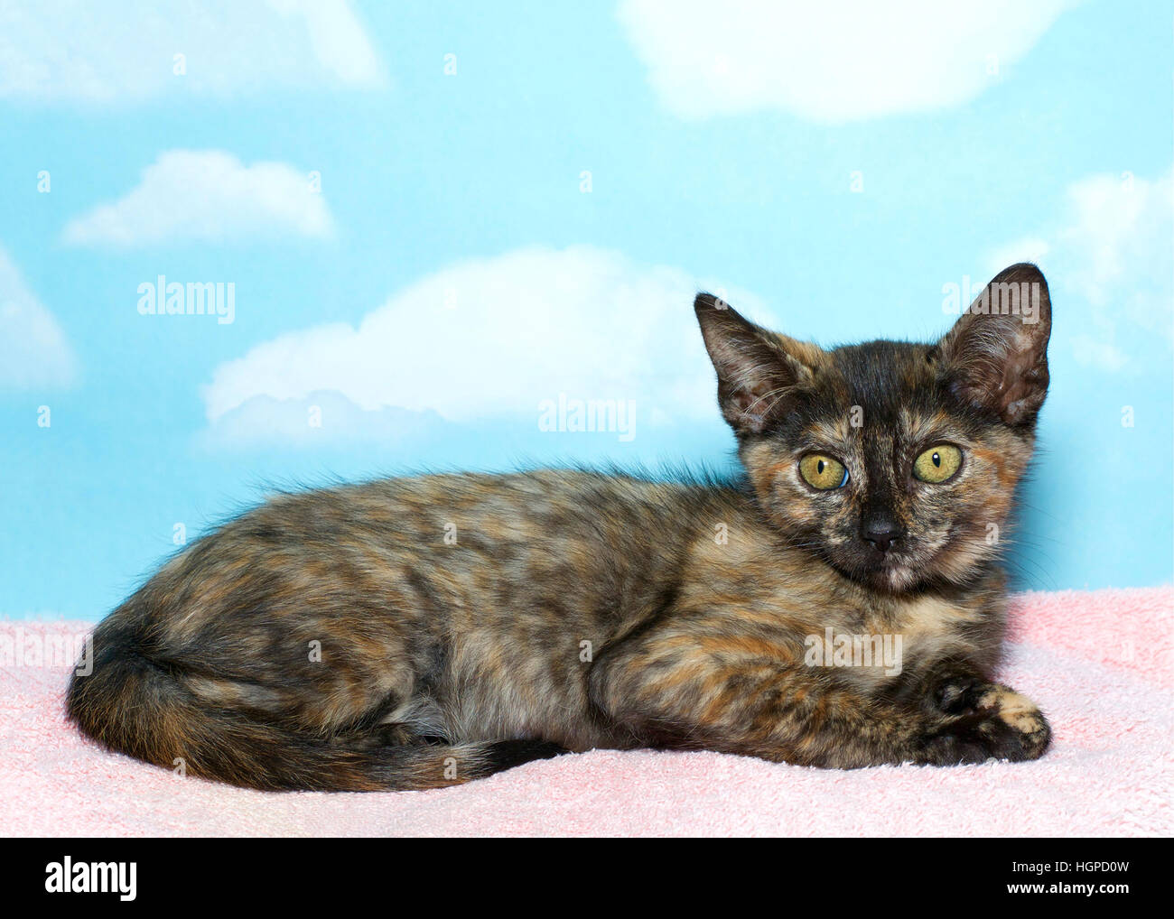 Eight week old Torbie Tabby Kitten laying on a pink blanket with blue sky background with clouds. copy space Stock Photo