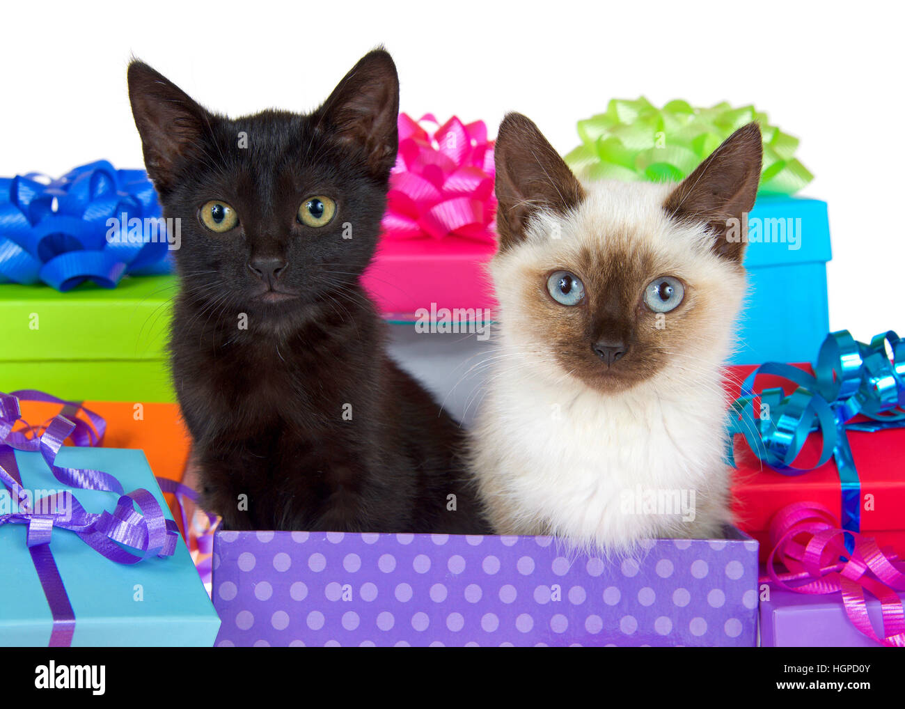 Black kitten with yellow eyes next to siamese kitten with blue eyes in purple polka dot birthday present box, ribbons and bows on presents around them Stock Photo