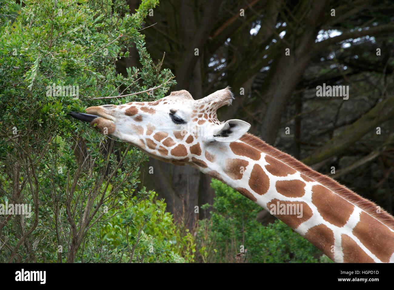 giraffe eating tree leaves tongue sticking out to grab leaves. Stock Photo