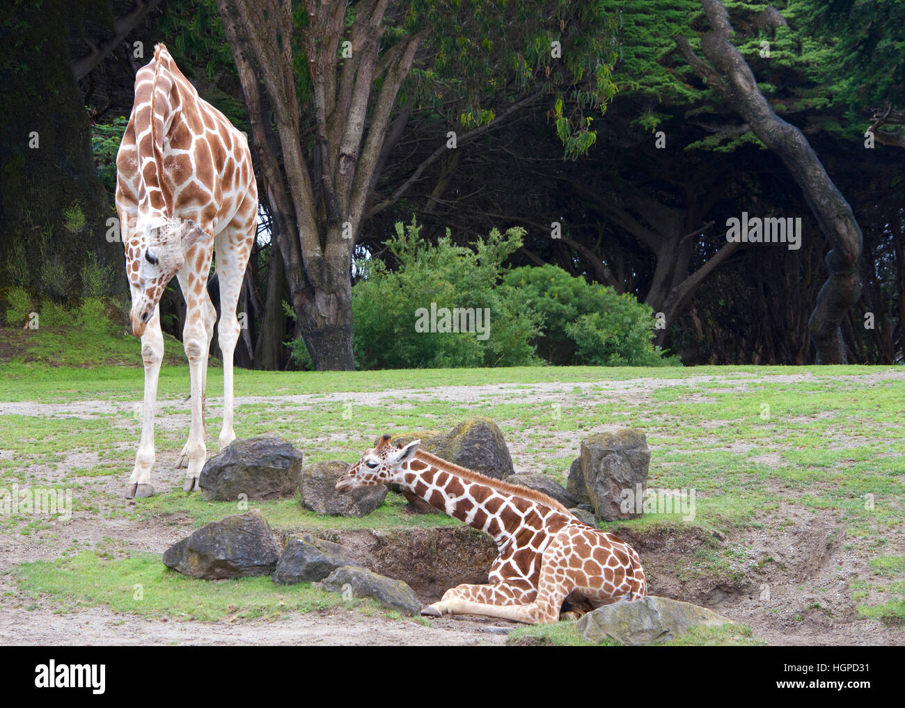 mother giraffe bending down to look at baby laying on the ground