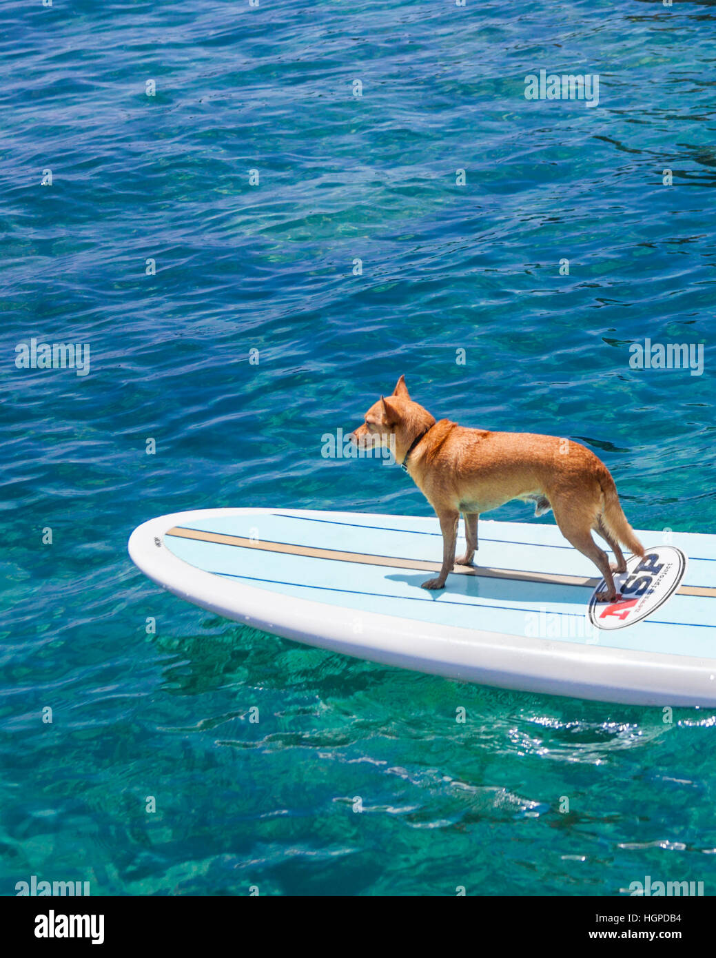 Little dog named Menehune on stand up paddle board on the Big Island of Hawaii Stock Photo