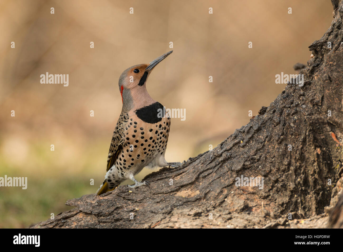 Yellow-shafted Northern Flicker. Stock Photo