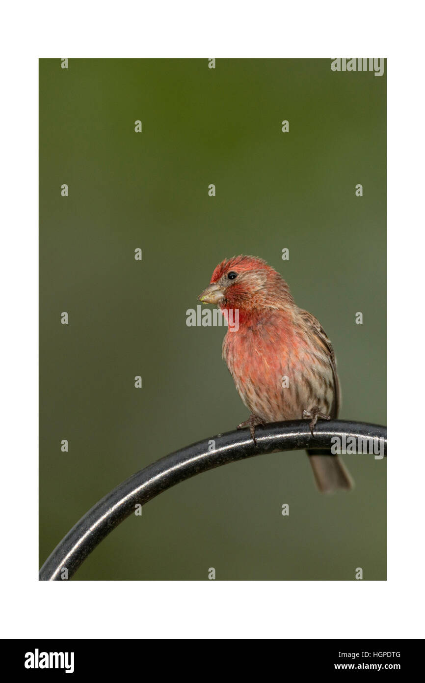 Male House Finch Stock Photo Alamy