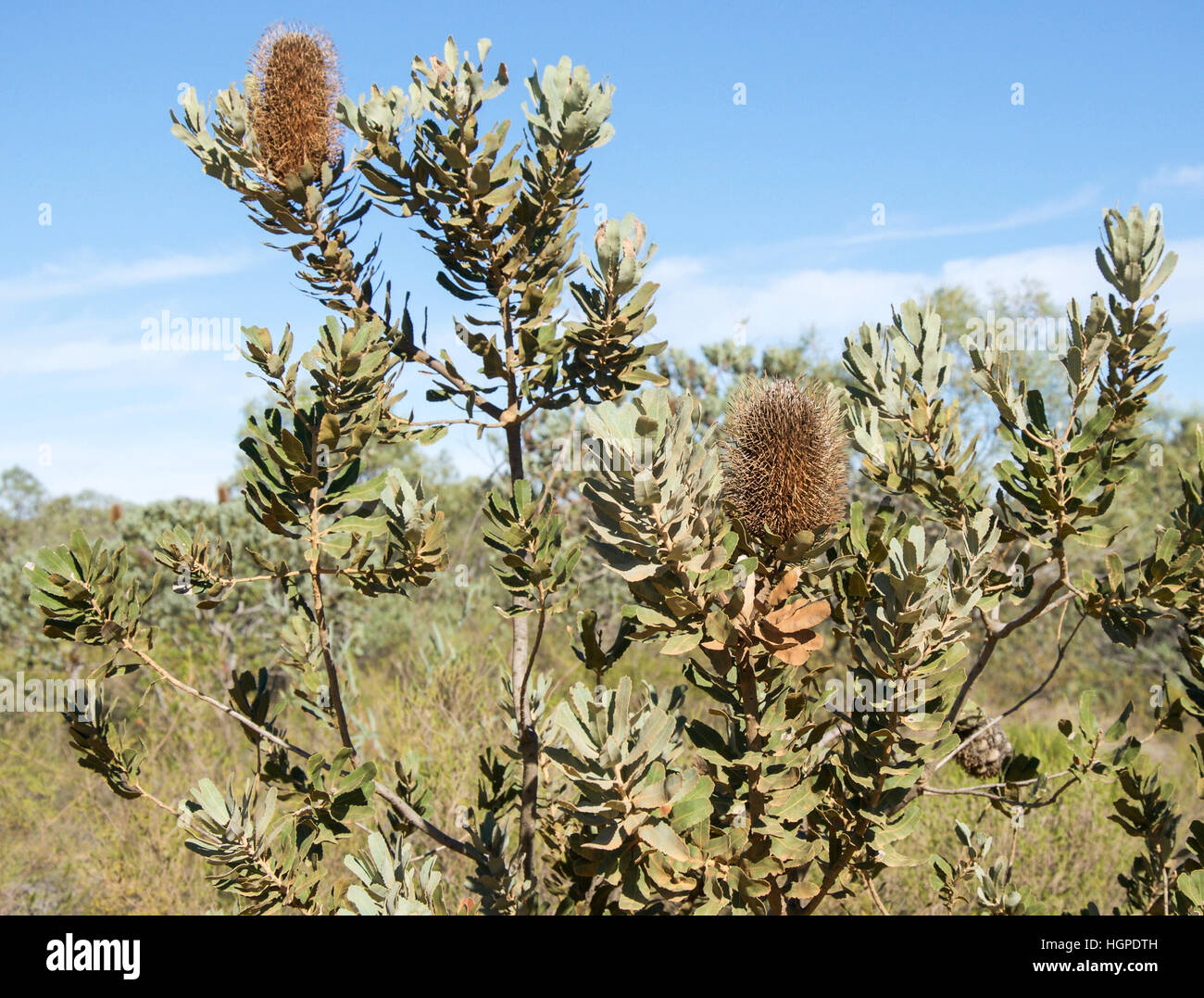 Uncultivated wild Banksia bush with dried pendants and green foliage in native bushland in Kalbarri, Western Australia. Stock Photo