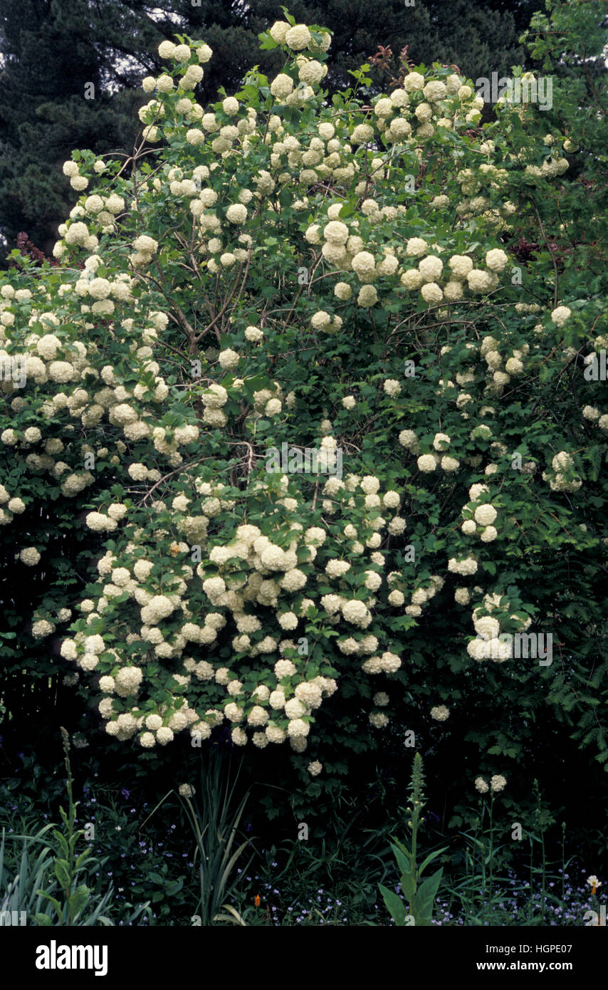 VIBURNUM MACROCEPHALUM Stock Photo Alamy