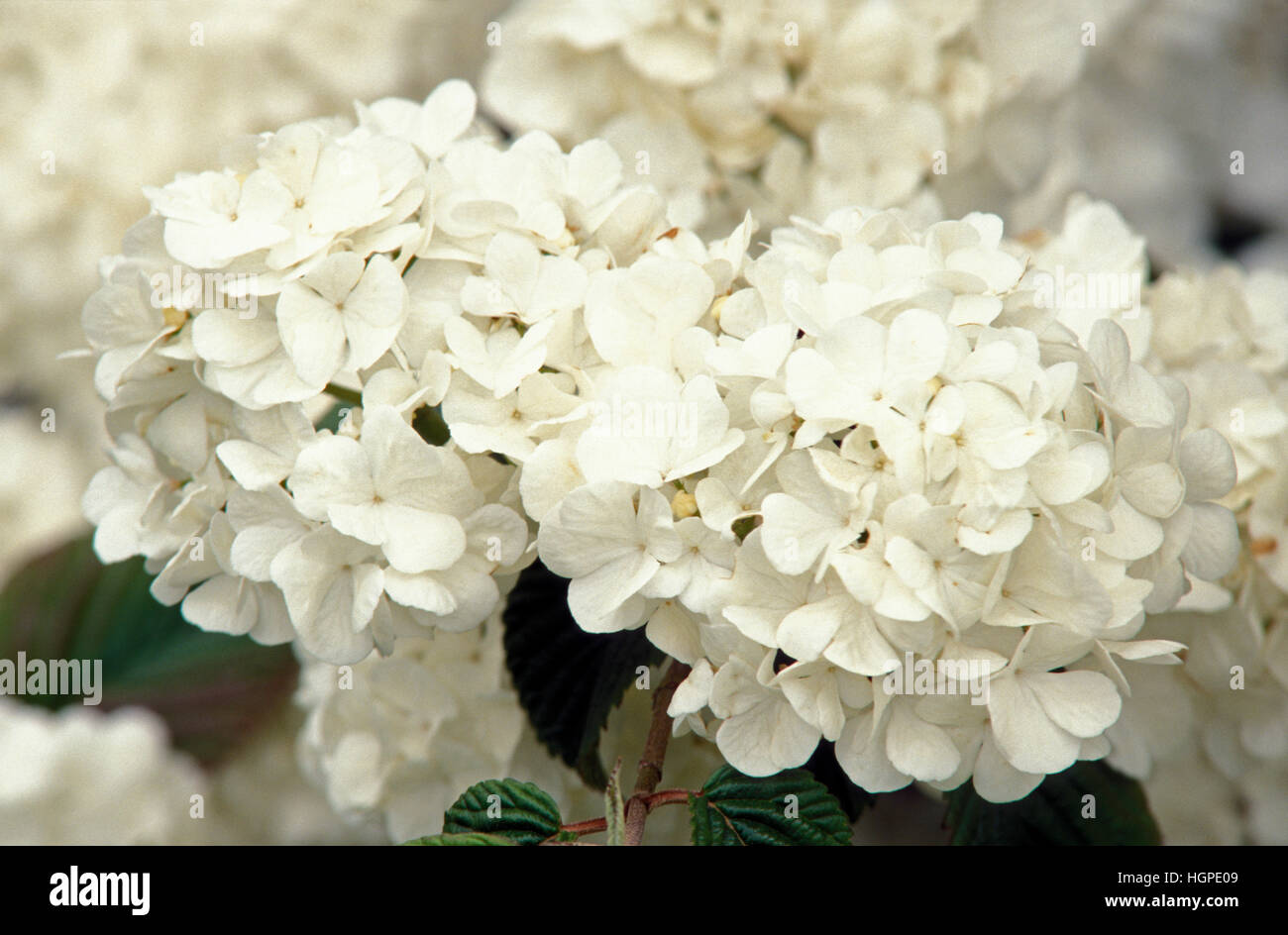 VIBURNUM PLICATUM 'POPCORN' Stock Photo Alamy