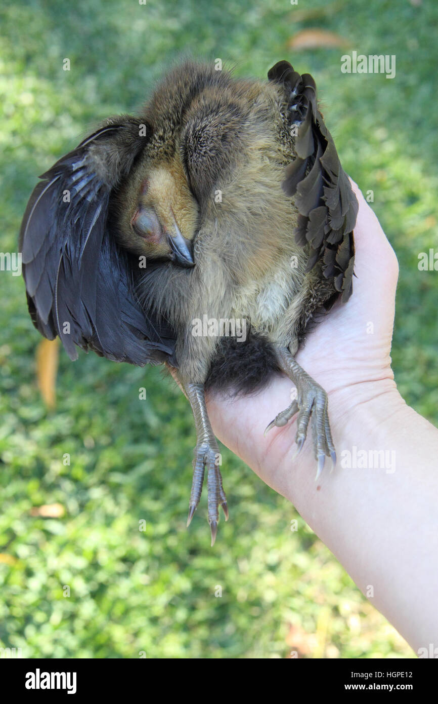 Australian Brush or bush turkey chick, dead Stock Photo