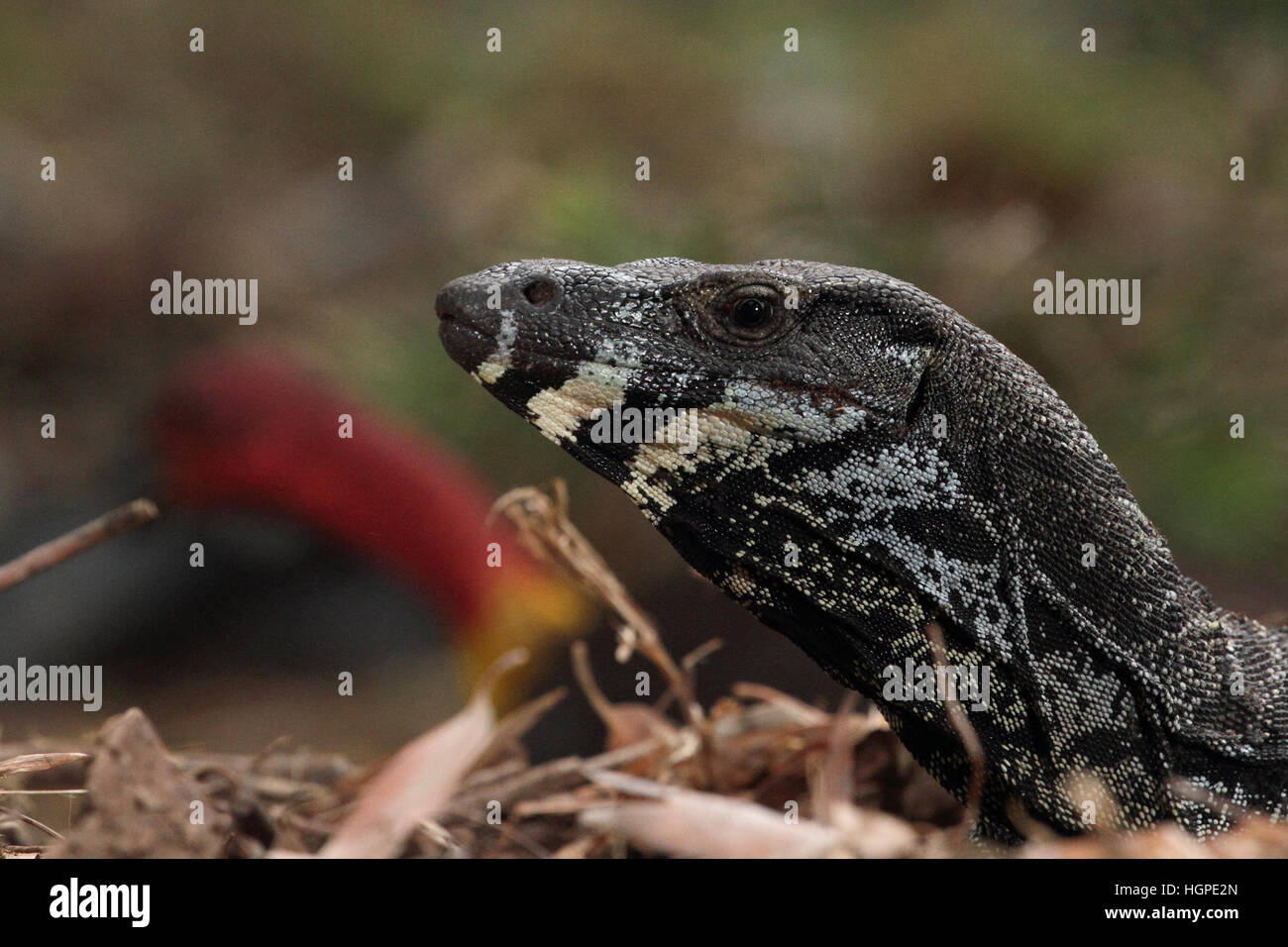 lace monitor raiding a brush turkey mound Stock Photo Alamy