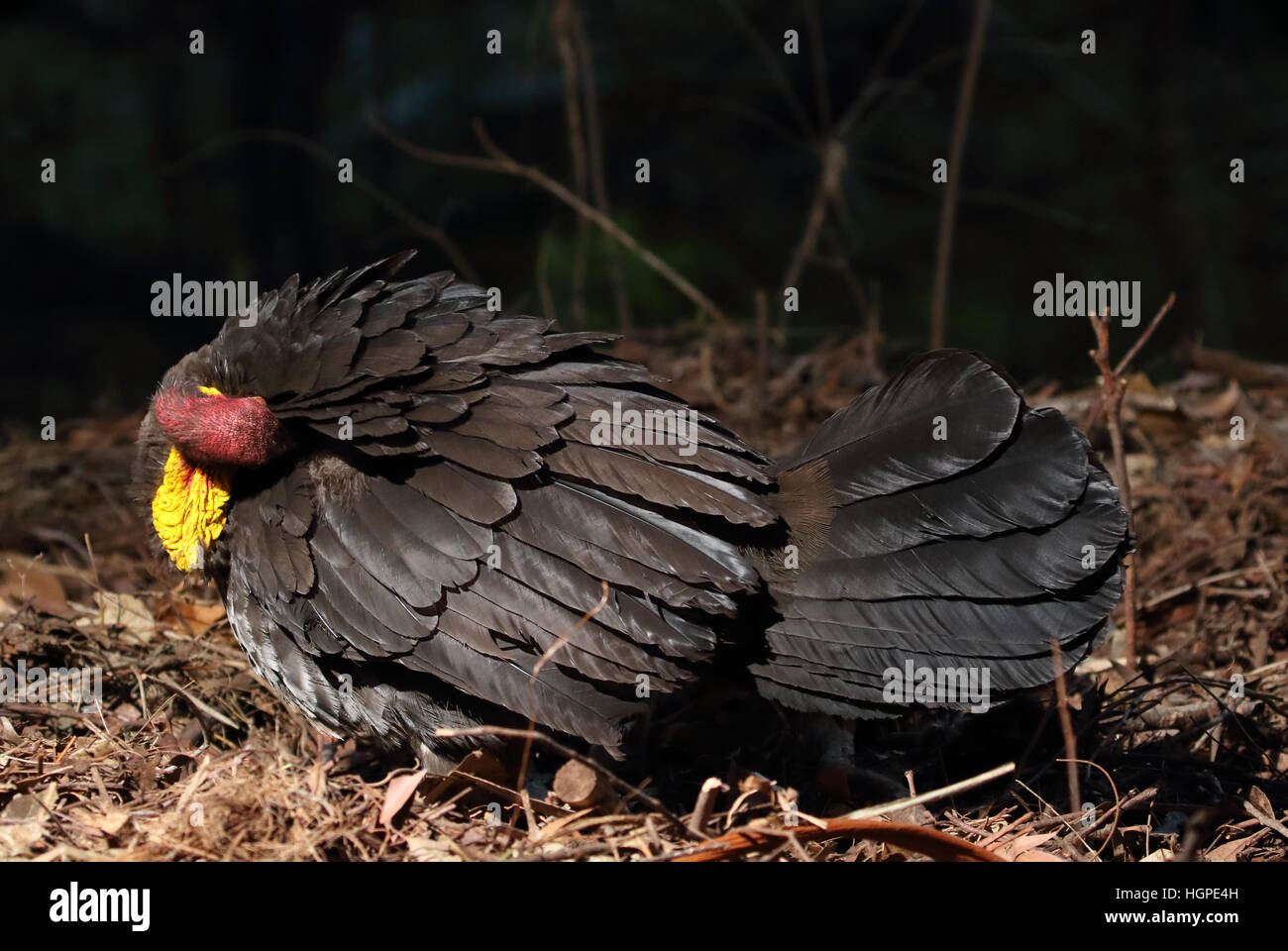 Australian Brush or bush turkey grooming Stock Photo Alamy