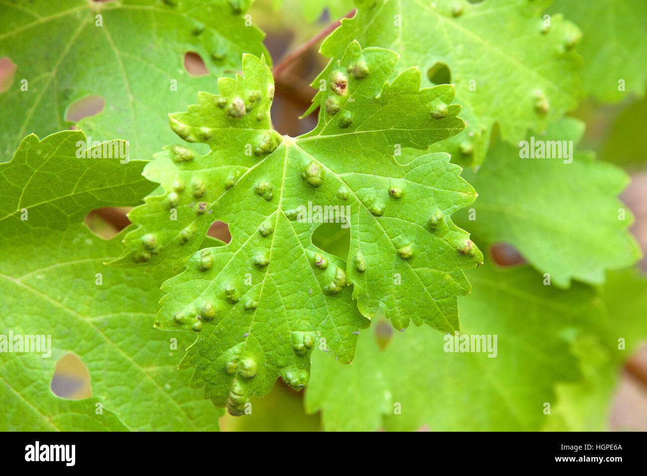 Leaf galls look like warts on grape leaves, caused by a parasite or insect, mites, living within the vines. Does not affect grapes. Stock Photo