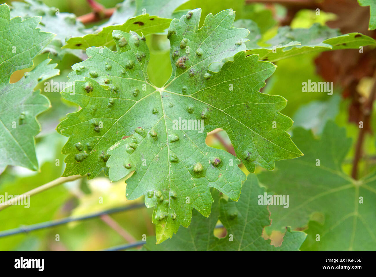Leaf galls look like warts on grape leaves, caused by a parasite or