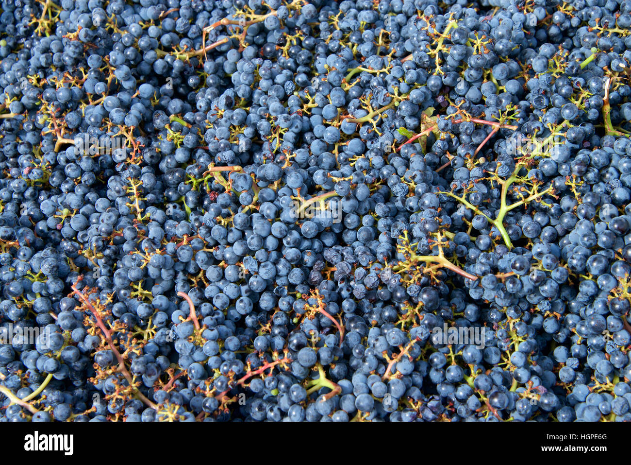 Hundreds of small purple grapes for wine making, Napa Valley Stock