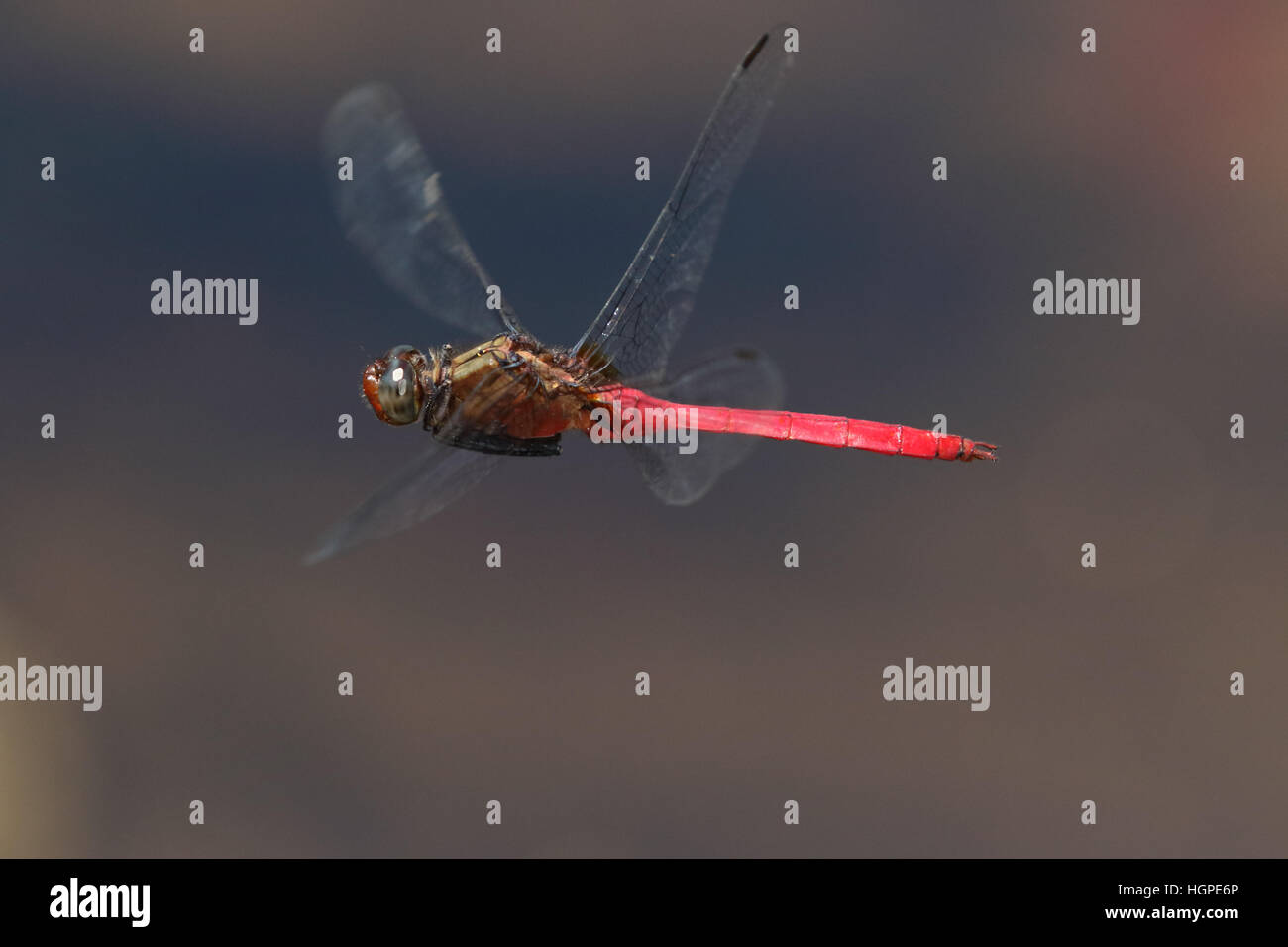 fiery skimmer dragonfly in flight Stock Photo
