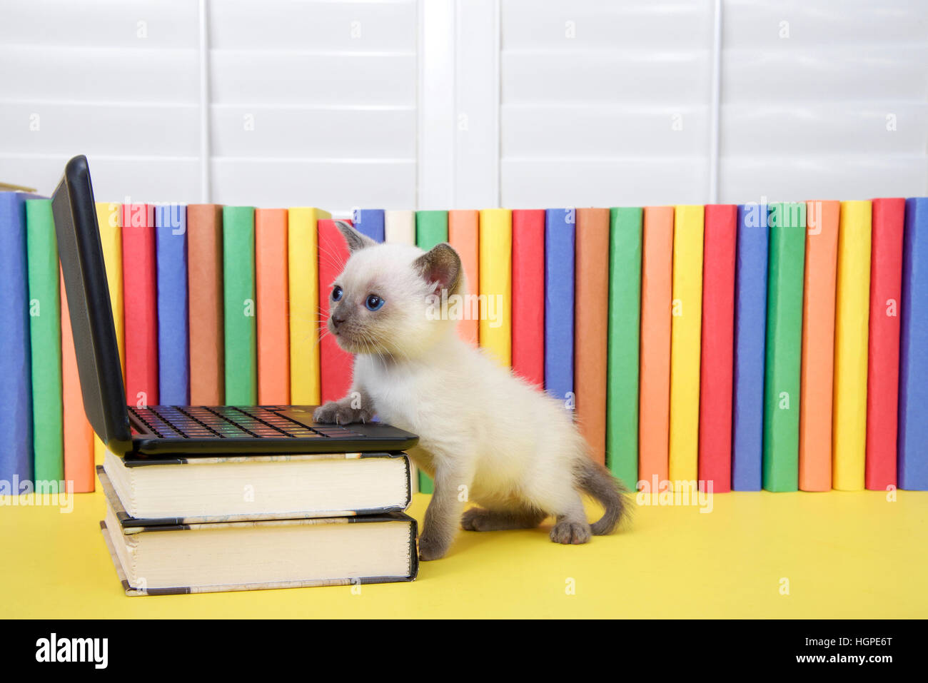 Tiny Siamese kitten with blue eyes sitting at a miniature laptop computer stacked on books with books in background. Looking at computer screen. One p Stock Photo