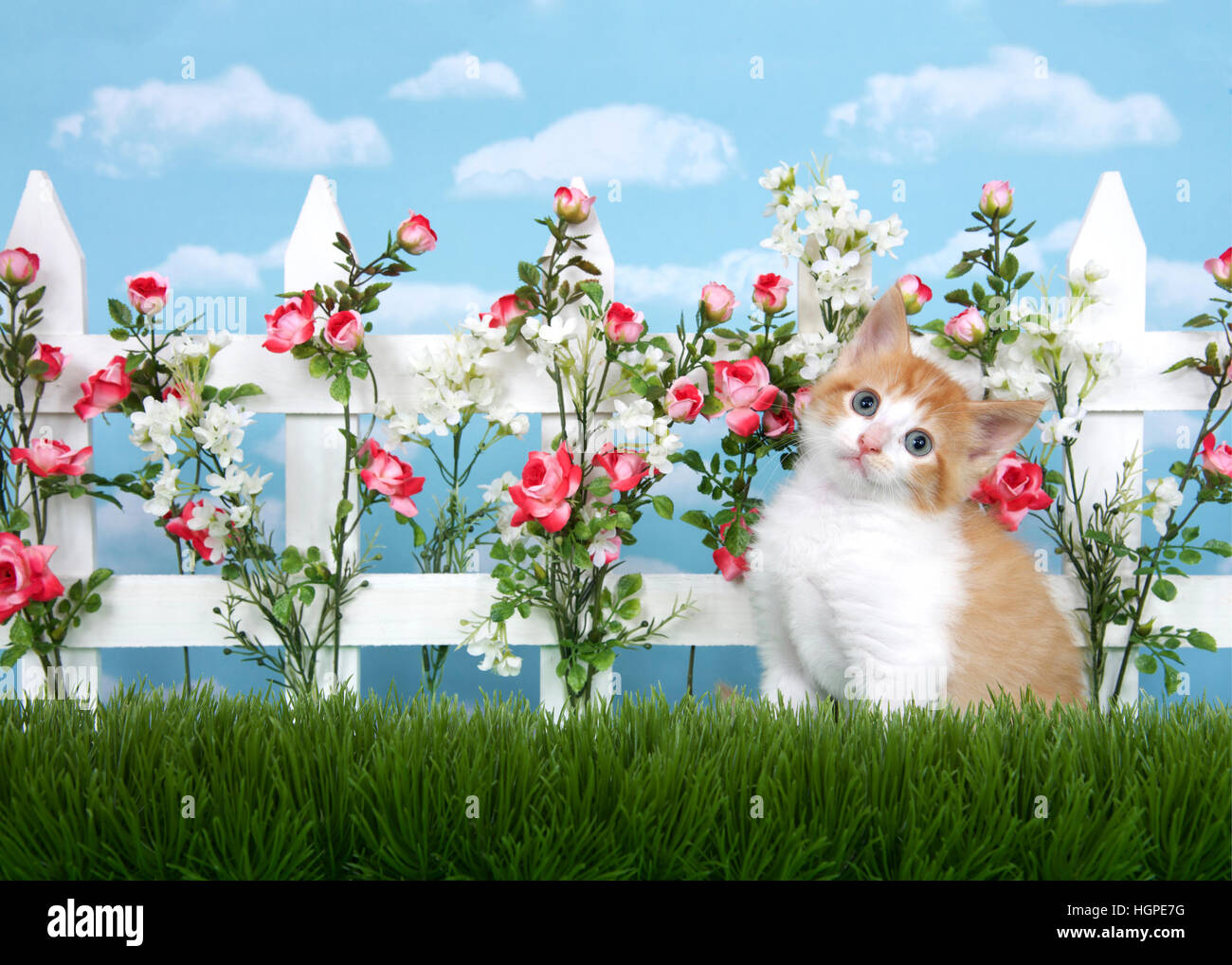 Adorable orange and white kitten with grey eyes sitting in tall grass ...