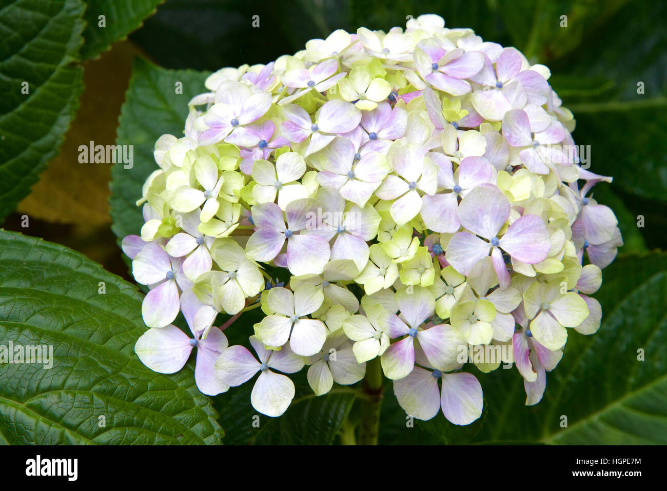 Purple Flowers Long Green Stems Stock Photo by ©sandipruel 233016818
