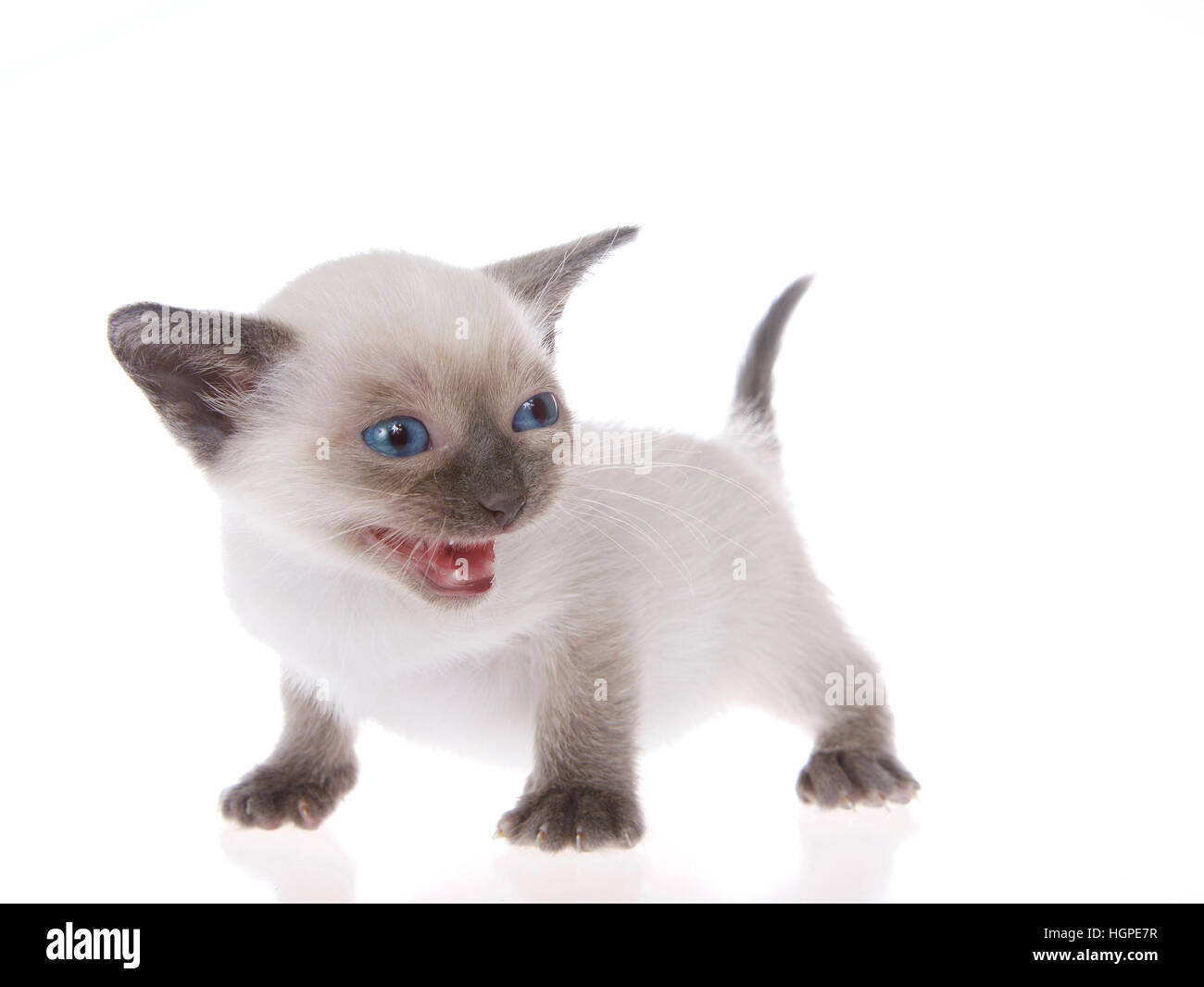 Siamese Cat Mouth Open High Resolution Stock Photography And Images Alamy