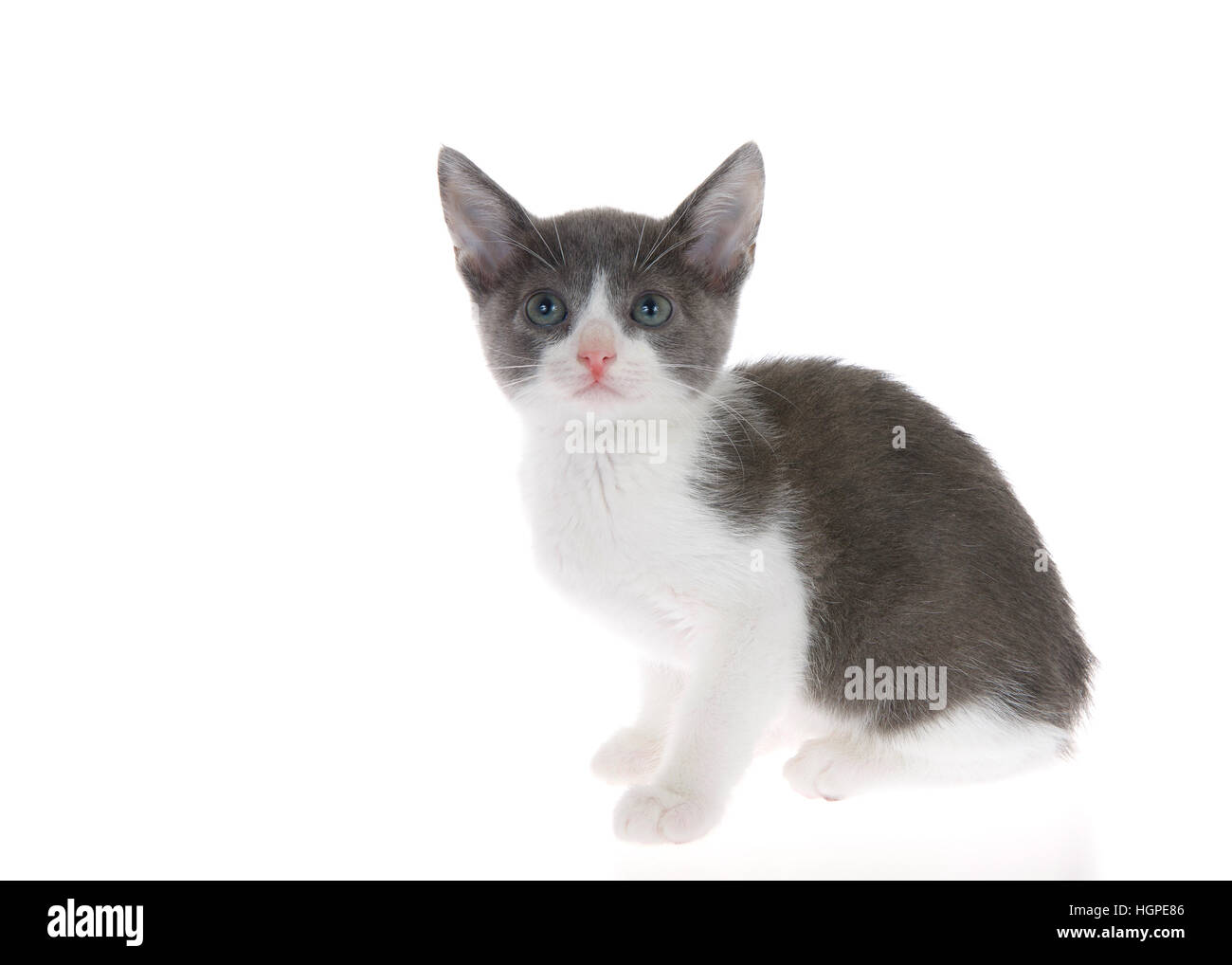 grey and white tabby kitten standing on slightly reflective surface looking at viewer, listening. Isolated on white background. Stock Photo
