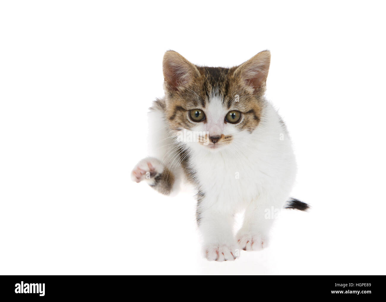 gray and white tabby kitten sitting on a slightly reflective surface, crouched down with hind paw reaching forward scratching. cat yoga pose. Stock Photo