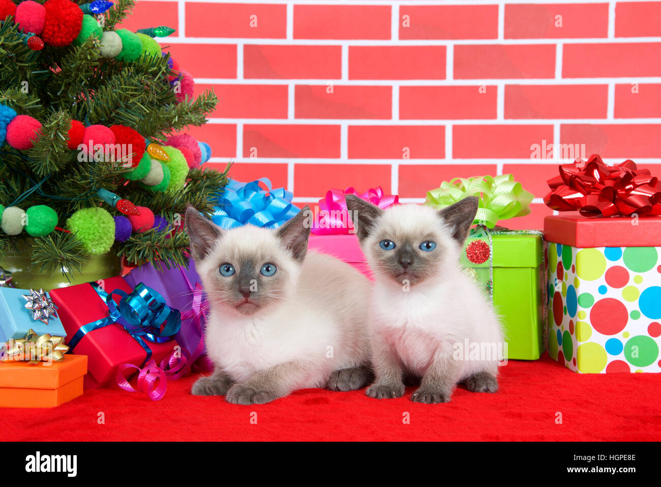 Two Siamese kittens siblings, one laying one sitting on red fur carpet by christmas tree, decorated with yarn balls and lights, with presents around t Stock Photo