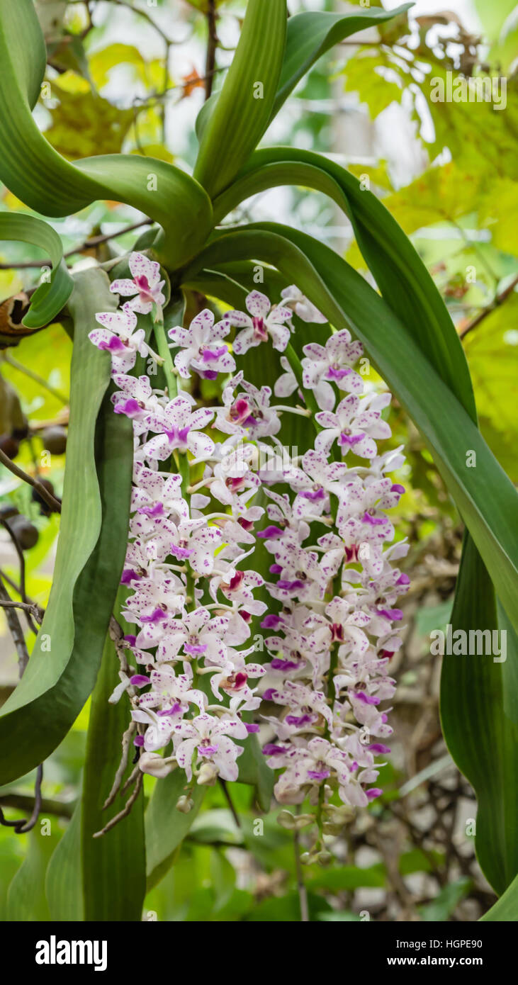 pink orchid - Rhynchostylis gigantea blooming on garden Stock Photo - Alamy