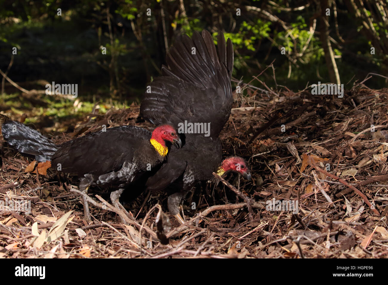 Australian Brush or bush turkey male showing aggression to female at nest mound Stock Photo