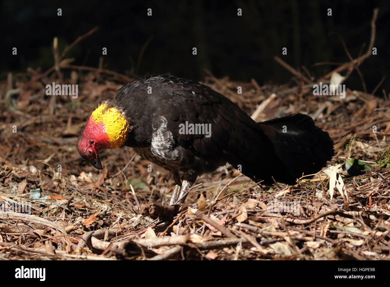 Australian Brush or bush turkey calling to females Stock Photo Alamy