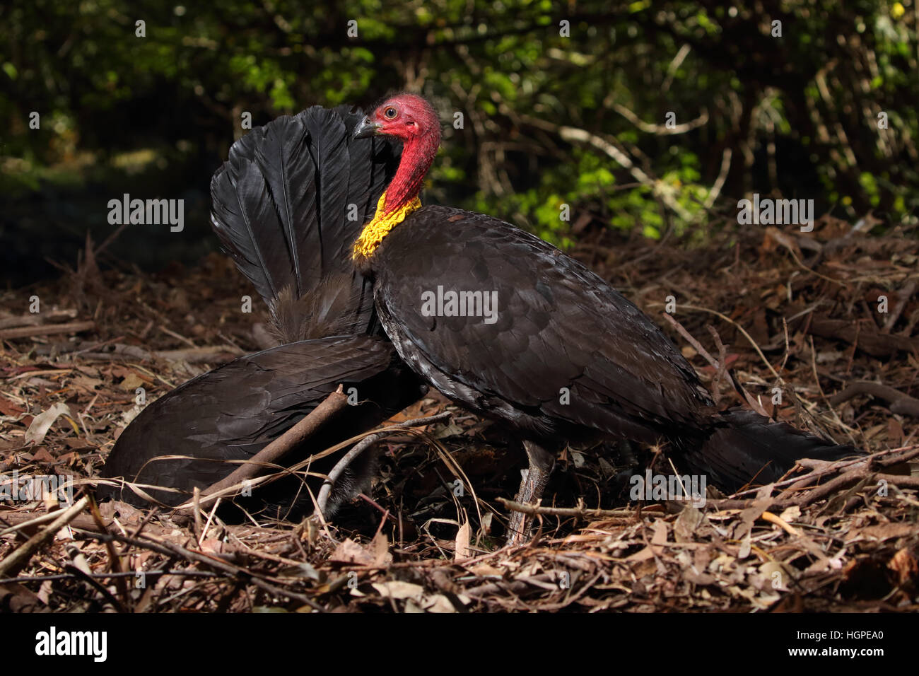 Australian Brush or bush turkey, male and female at nest mound Stock Photo
