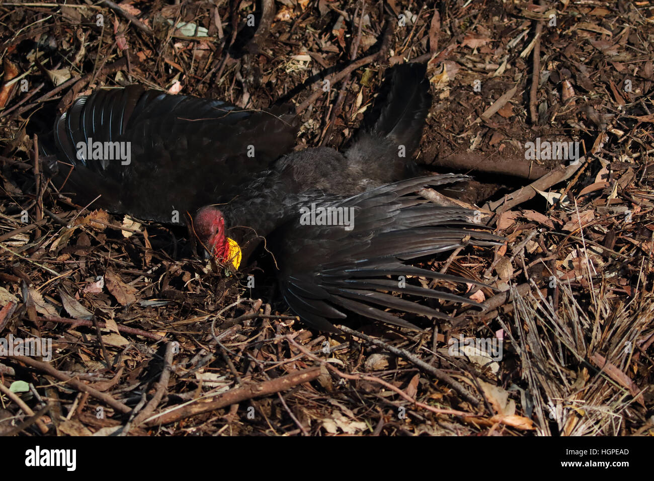 Australian Brush or bush turkey male on mound covering hole as female approaches Stock Photo