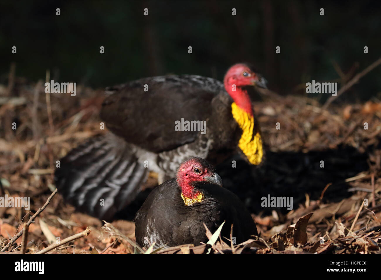 Australian Brush or bush turkey pair at nest mound Stock Photo