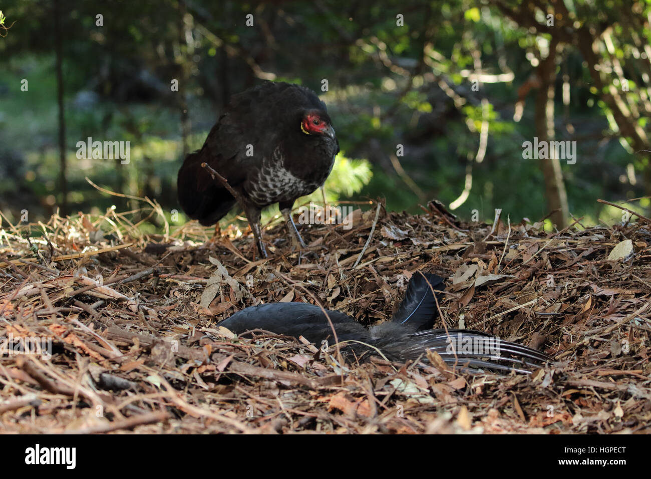 Australian Brush or bush turkey female looking at male on nest mound Stock Photo
