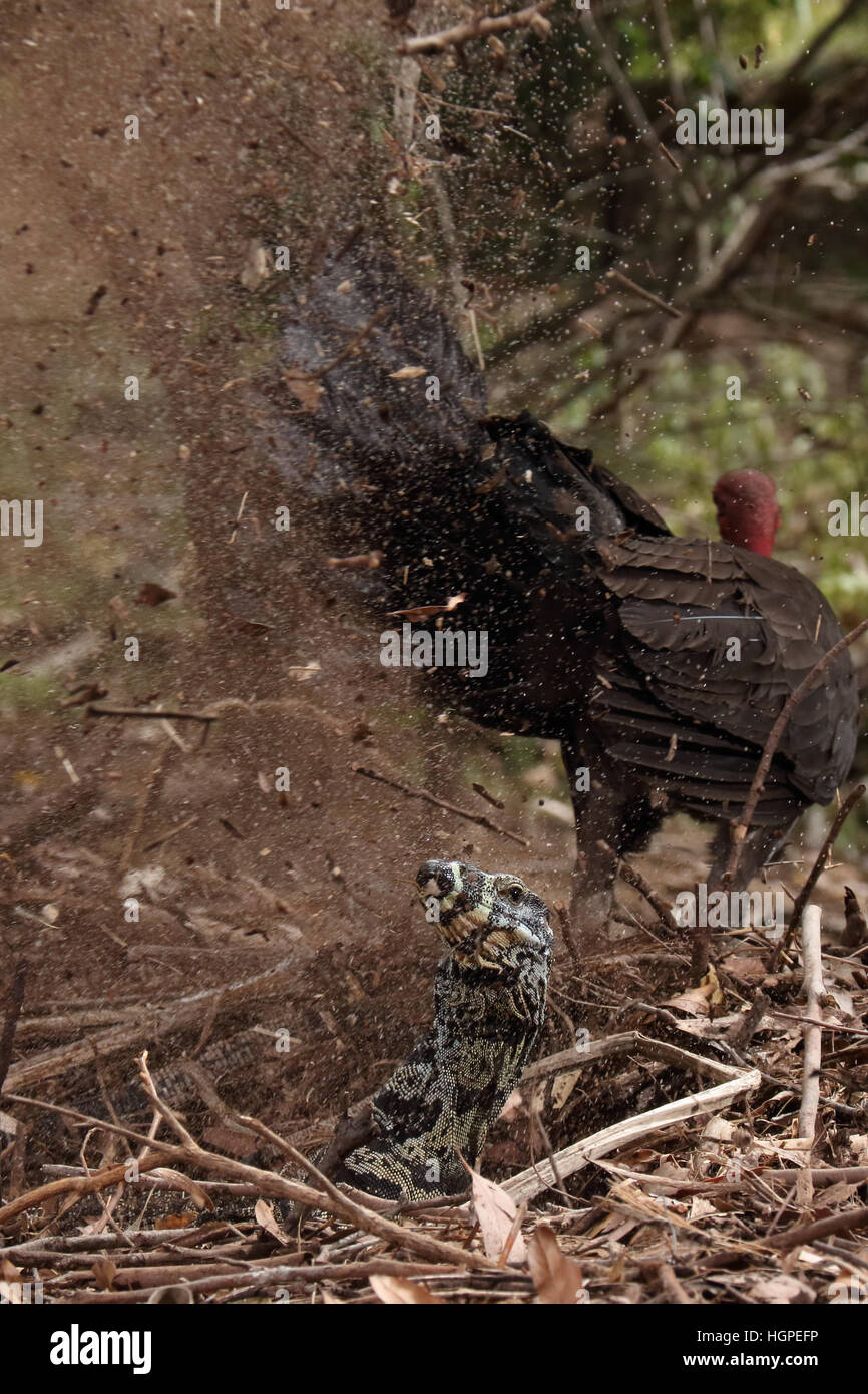 Australian Brush or bush turkey defending nest mound from a lace