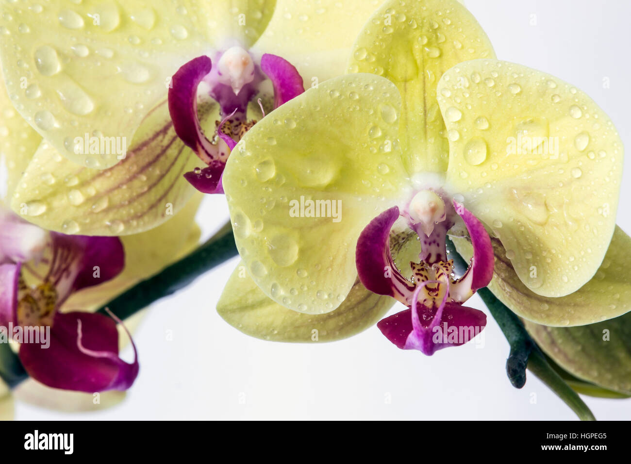 Yellow moth orchids (Phalaenopsis amabilis) Stock Photo