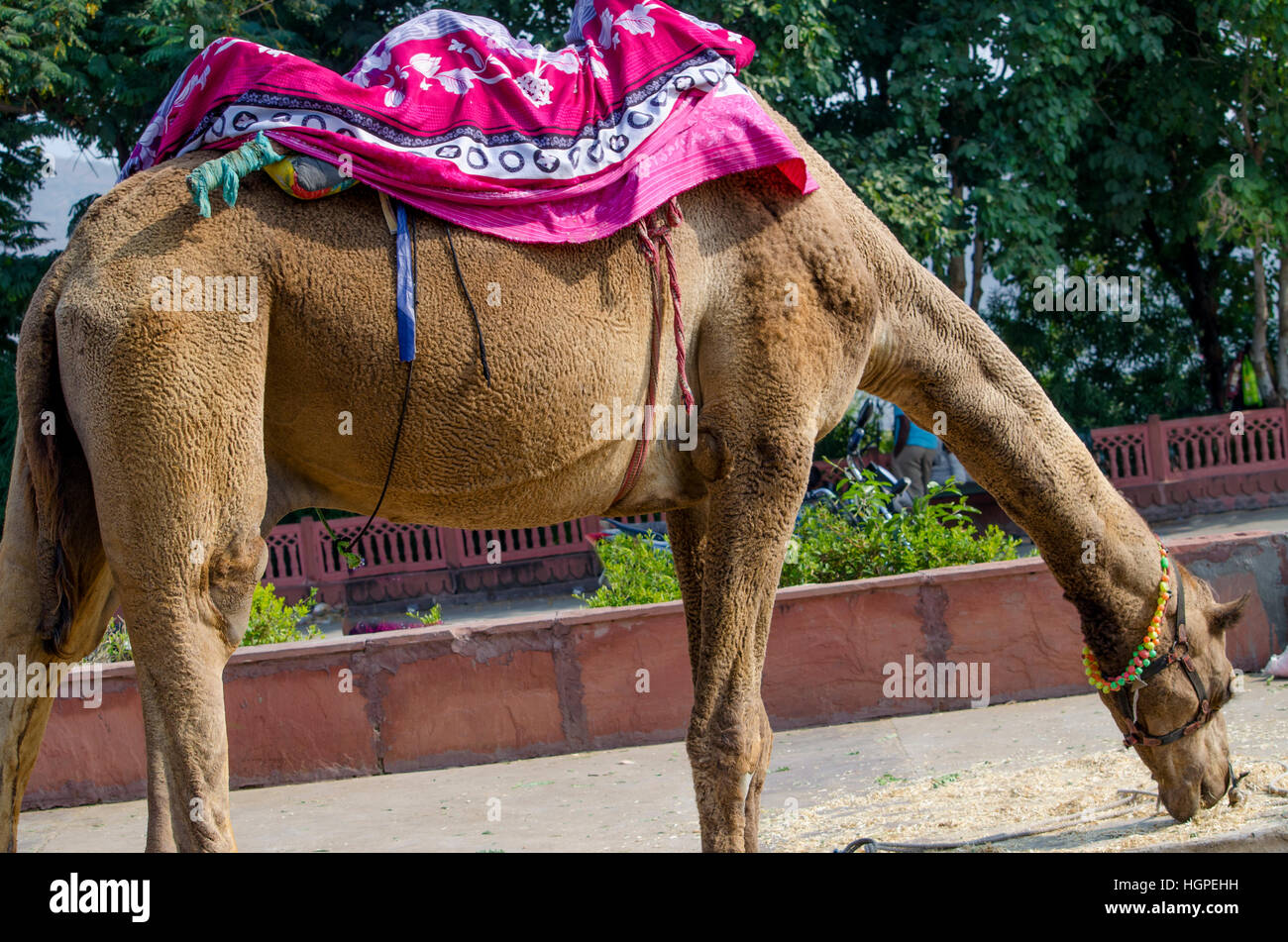 Animal hump hi-res stock photography and images - Alamy