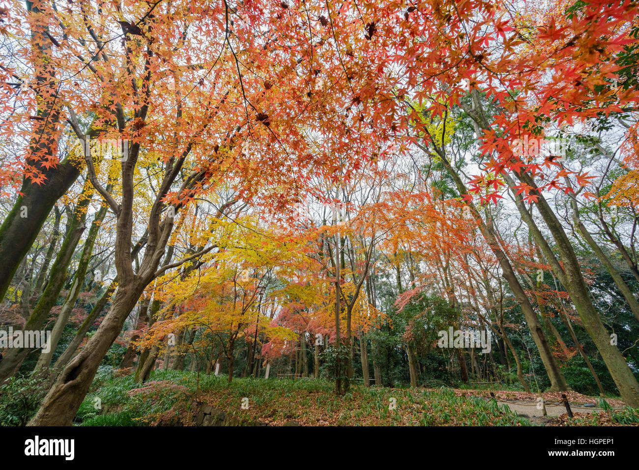 Shimogamo jinja shrine hi-res stock photography and images - Alamy