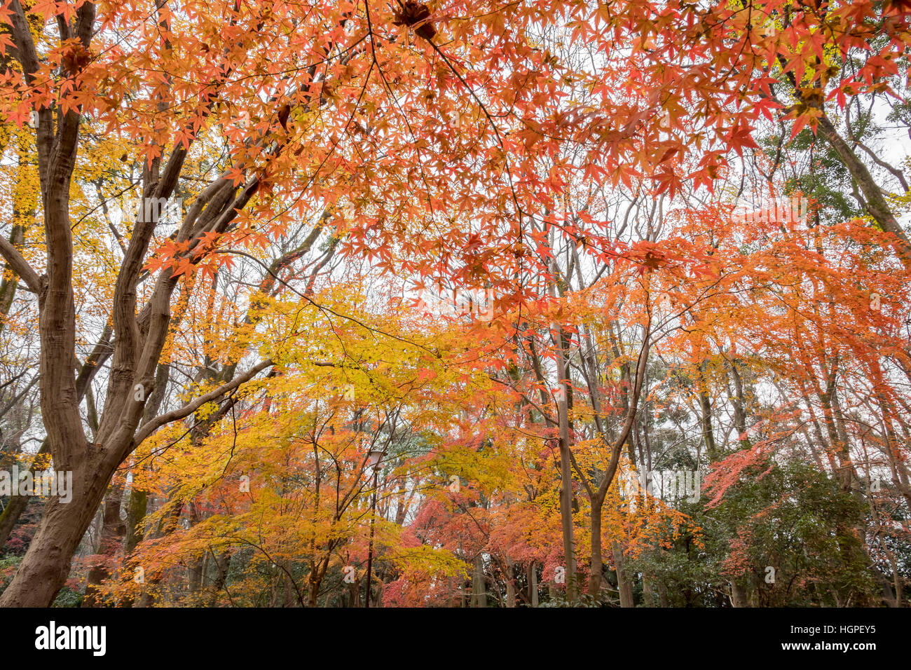 Shimogamo jinja shrine hi-res stock photography and images - Alamy