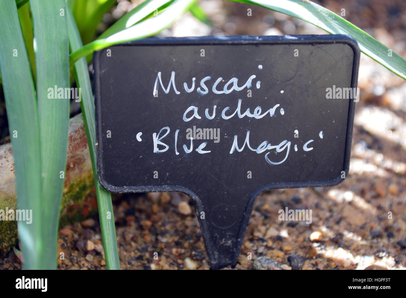 Muscari Aucheri (Blue Magic) Grape Hyacinth Label at RHS Garden Harlow Carr, Harrogate, Yorkshire. England, UK. Stock Photo