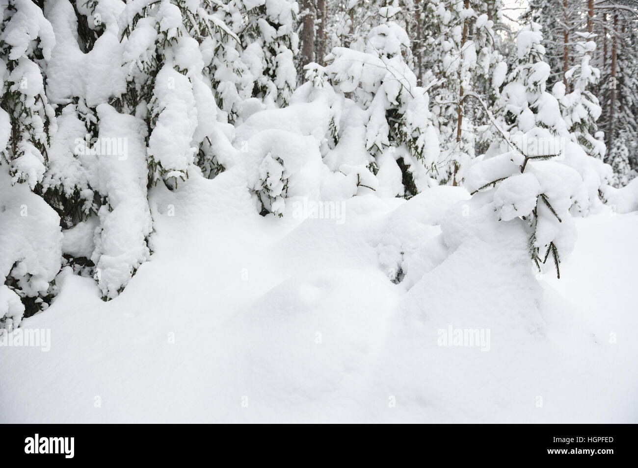 wintery snow covered forest view Stock Photo - Alamy