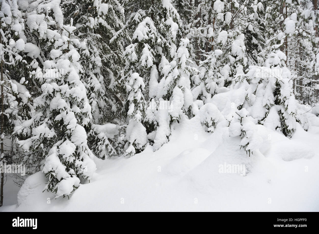 wintery snow covered forest view Stock Photo - Alamy